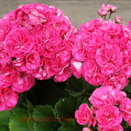 ���������� �������� Survivor Idols Rosalinda 65