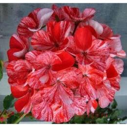 ���������� ��������� Avenida Mosaic Pink 35