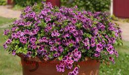   Angeleyes 	Blueberry 1