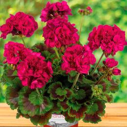 ���������� Galaxy Lilac 80