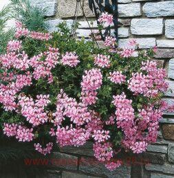 ���������� ������������ Ville de Paris Lila 24