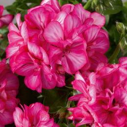 ���������� ������������ SUNFLAIR LOLLIPOP CANDY 17