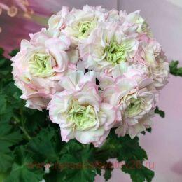 ���������� �������� ��������� 