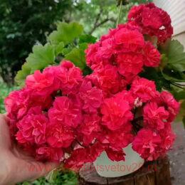 ���������� �� ��������