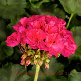 ���������� PAC� ELLEN 157