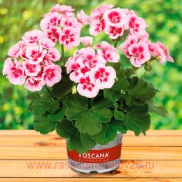 ���������� Smart Splash 13