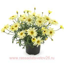  Percussion Teddy Lemon 8