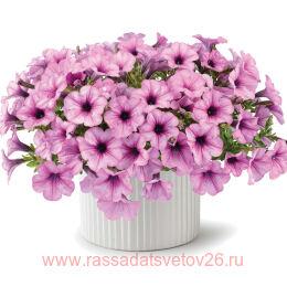  Capella Pink Lace 123