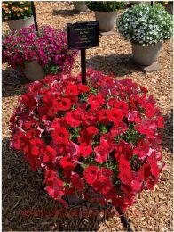  Cascadias Chilli Red 112