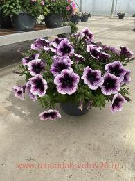  GOITunia Blue Vein 178