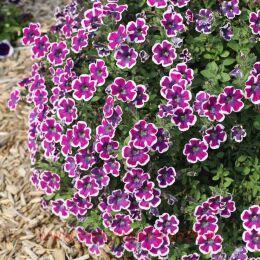  RED CARPET PETUNIA Hippy Chick Violet 201