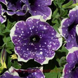  BONNIE BLUEBERRY SKY 252