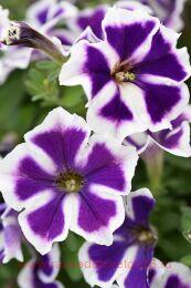  petunia crazytunia asterisk