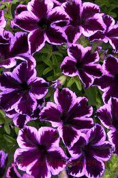  crazytunia cosmic violet 92