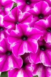  flower shower patrick star 51