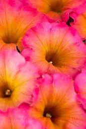  Flower Shower Mayan Sunset 113