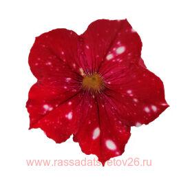  STARTUNIA RED 44