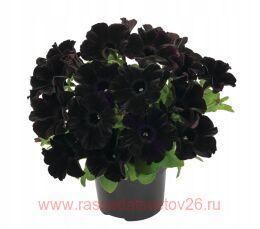  GOTunia Black