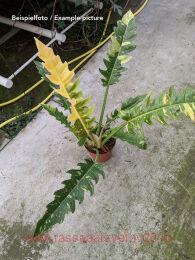 ����������� Philodendron Narrow Ring of Fire 36