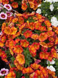 ���������� M.F. Uno Early Oriental 27