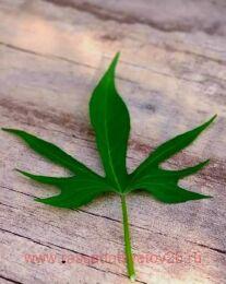 ������ Puerto Rico 13