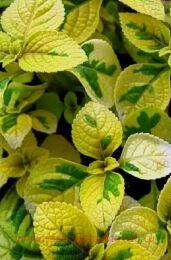 ����������� ������ ���� (Plectranthus Troy's Gold) 17