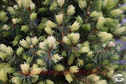  Picea pungens 'Sun on the Sky'