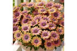  Serenity 	Pink Eyed Beauty 9