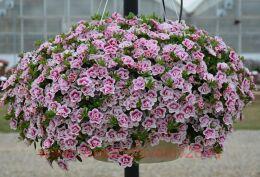  MiniFamous Uno Double PinkTastic 30