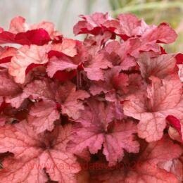  Indian Summer Coralberry 113