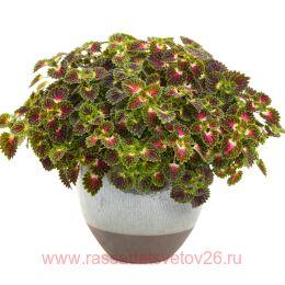 ������f ��������� Strawberry Dorp 224