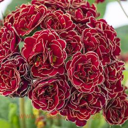  POLLYANNA Touch of Gold 51