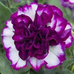  TUMBELINA COMPACT NICOLA 144