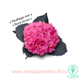   Froufrou Rose ( ) 156