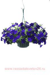 ������� PRESTO BLUE 18