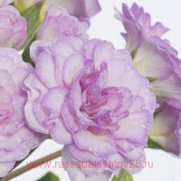  PRETTY POLLY Soft Pink 53