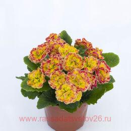  BELARINA Carnival 43