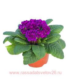  Belarina Purple Diamond 69