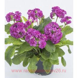  PRETTY POLLY Deep Lilac 52