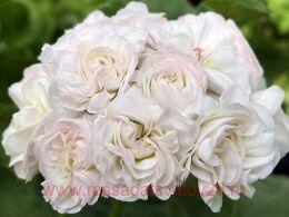 ���������� Eva ��������� 