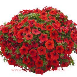 ������� VERANDA Scarlet Impr. 71