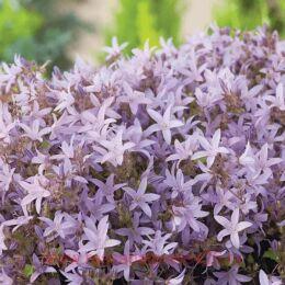  Lisduggan Variety 19