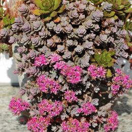 ����� Rosenteppich 78