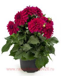 ������� La Bella Maggiore Purple 43