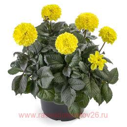 �������� La Bella Maggiore Fun Chocolate Yellow 44