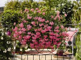 ���������� ������������ Ville de Paris Brilliant 192