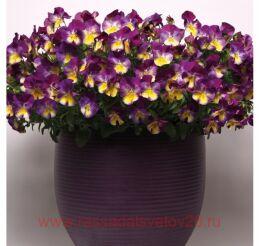   COOL WAVE Rasberry 7