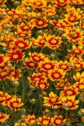   Coreopsis Little Bang Daybreakt 3