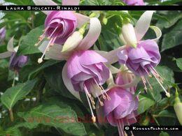  Laura Biolcati-Rinaldi