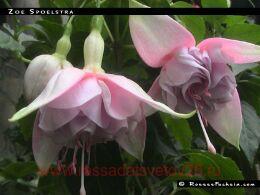  Zo&#235; Spoelstra 42